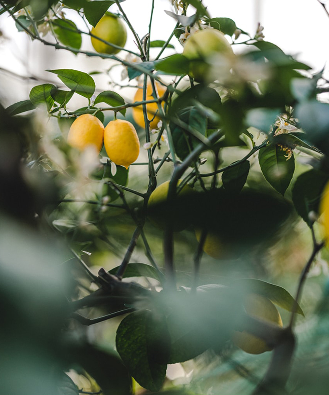 natural lemon peel ingredient