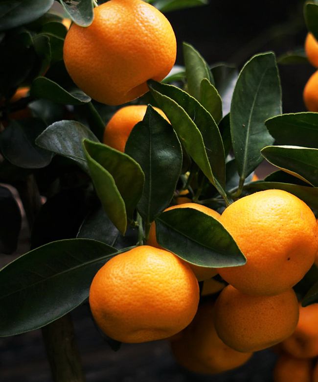 natural orange essential oil ingredient