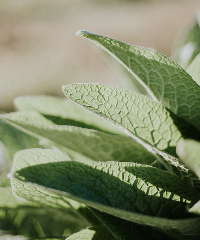 natural peppermint oil ingredient