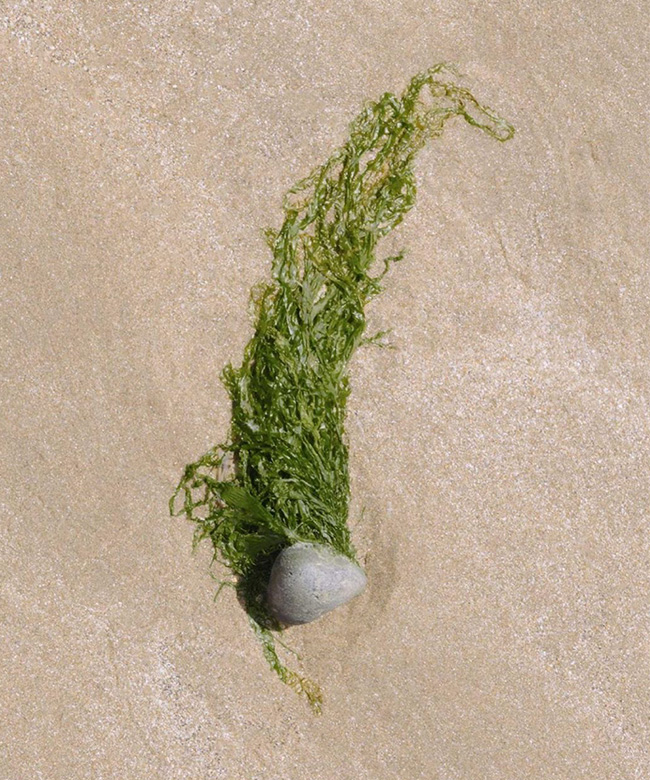 Haeckels organic natural seaweed skincare