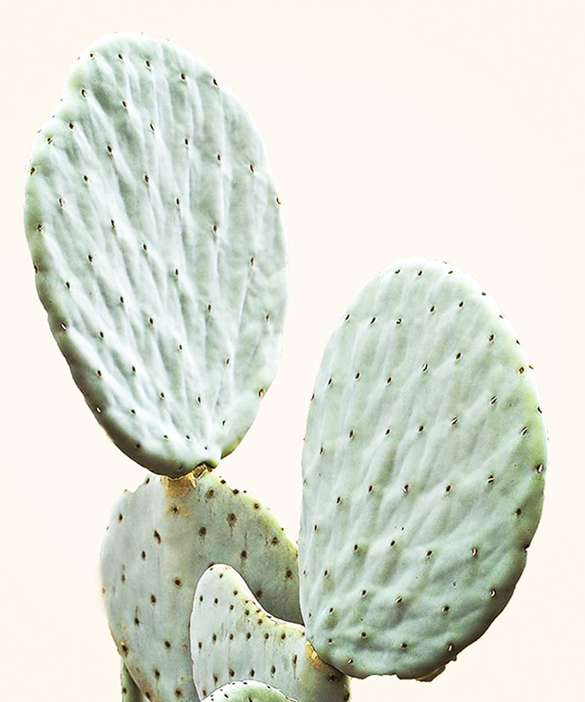 prickly pear seed oil ingredient