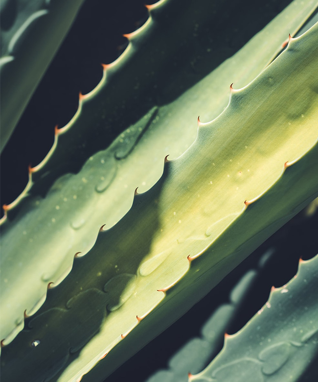 natural aloe vera ingredient