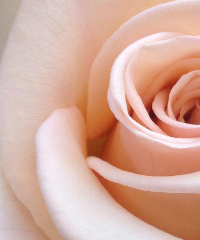 Organic rose ingredient