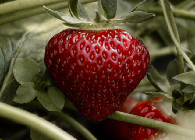 natural strawberry ingredient