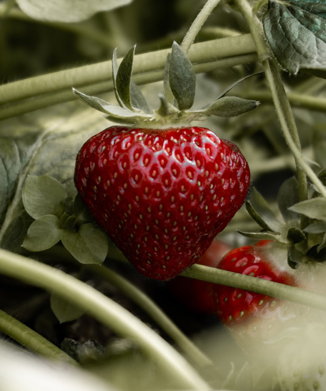 natural strawberry ingredient