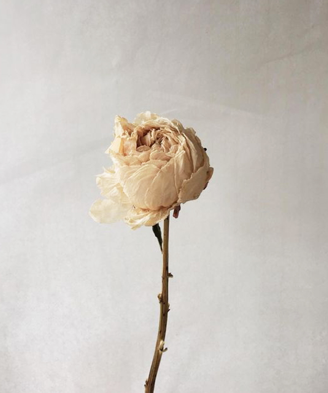 natural rose ingredient