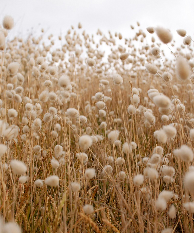 organic cotton