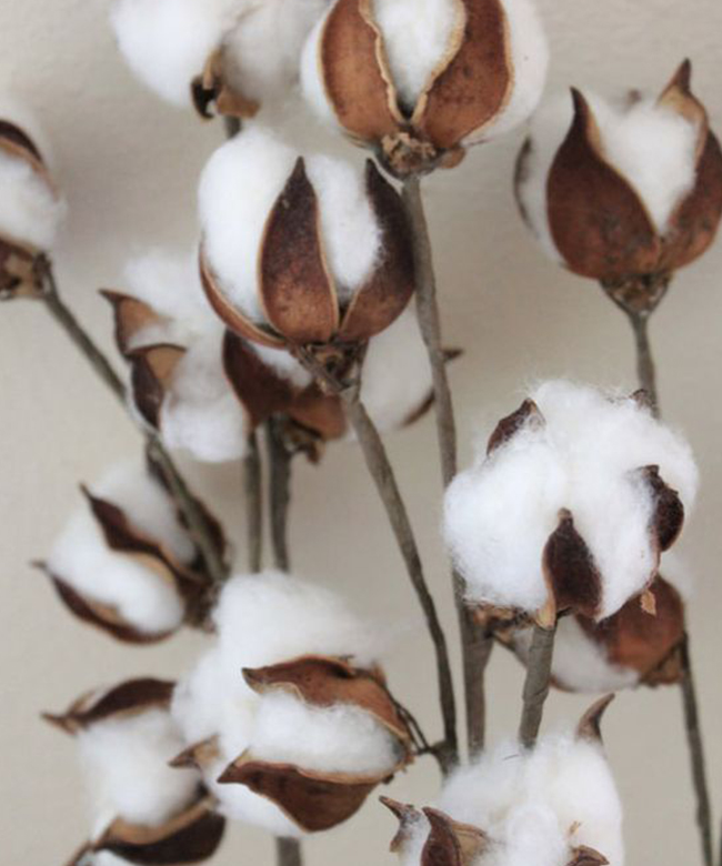 organic cotton plant