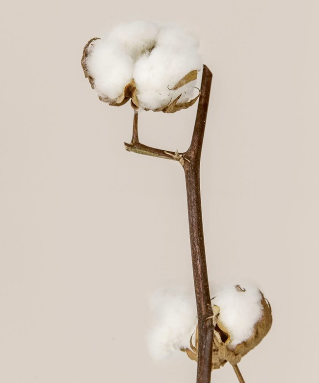 cotton plant natural fibre fabric