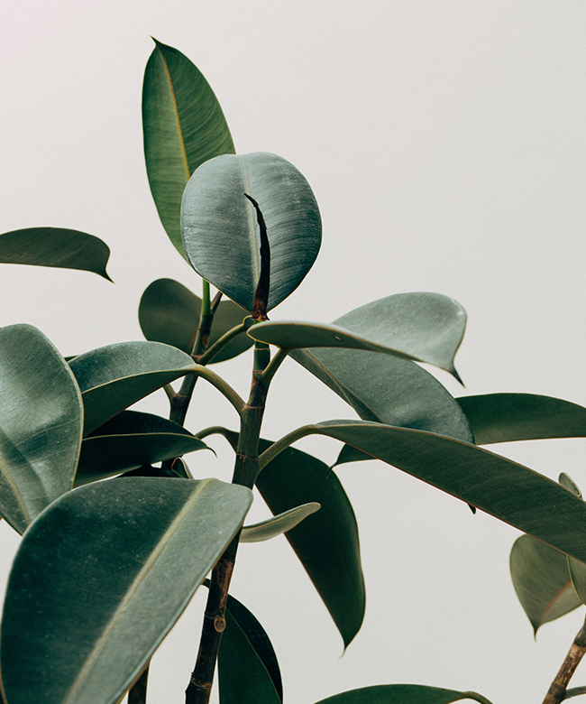 natural rubber plant ingredient