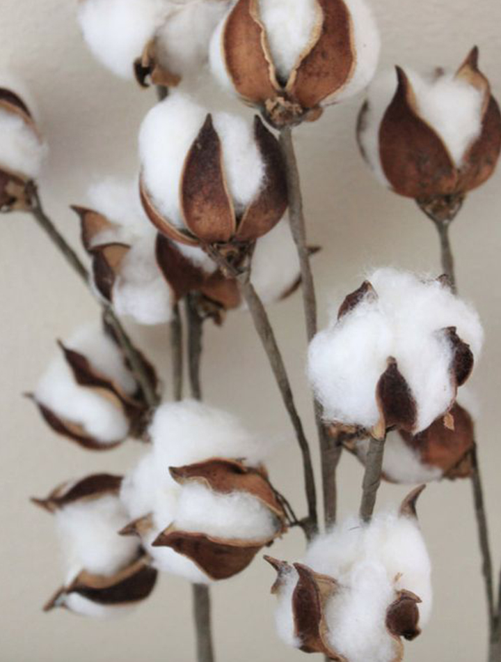 organic cotton plant