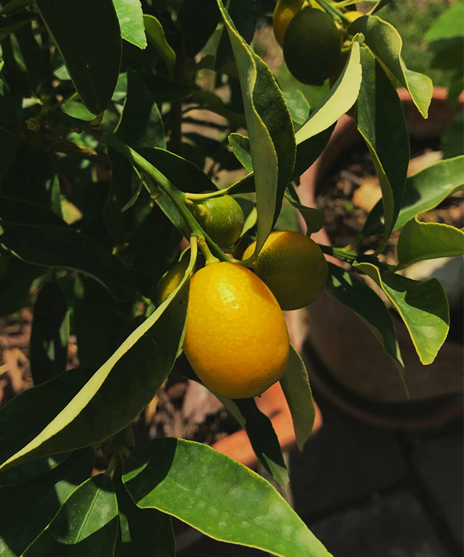 natural lemon ingredient