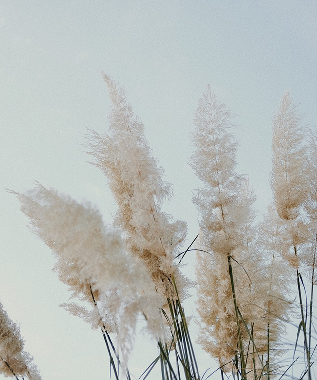 natural organic fabric plant