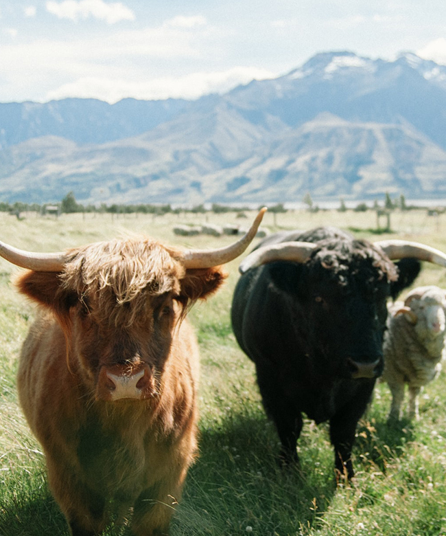 aiayu sustainable natural yak wool