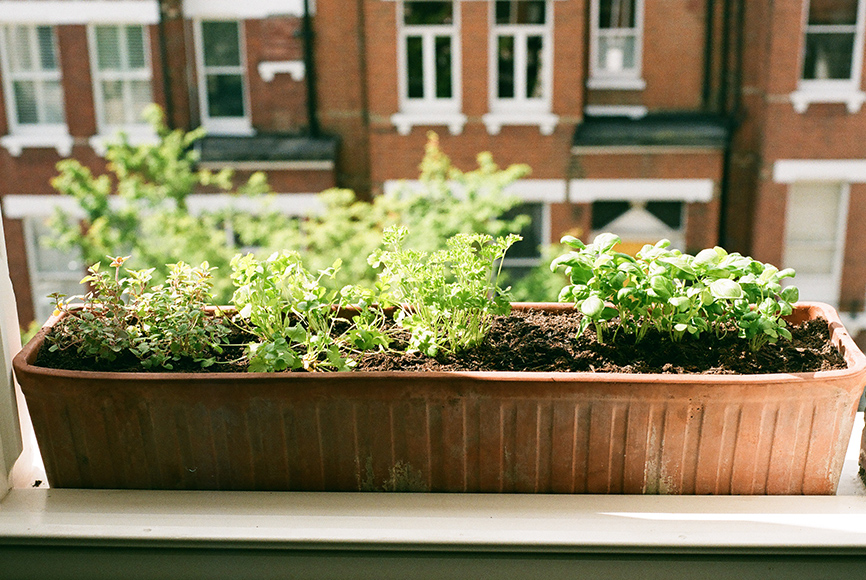 sustainable ideas to do at home planting
