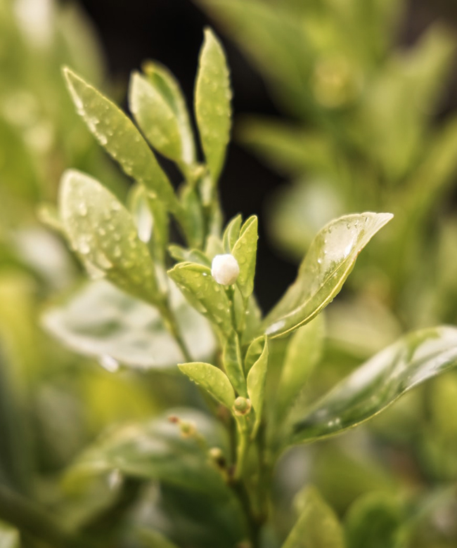 natural green tea matcha ingredient