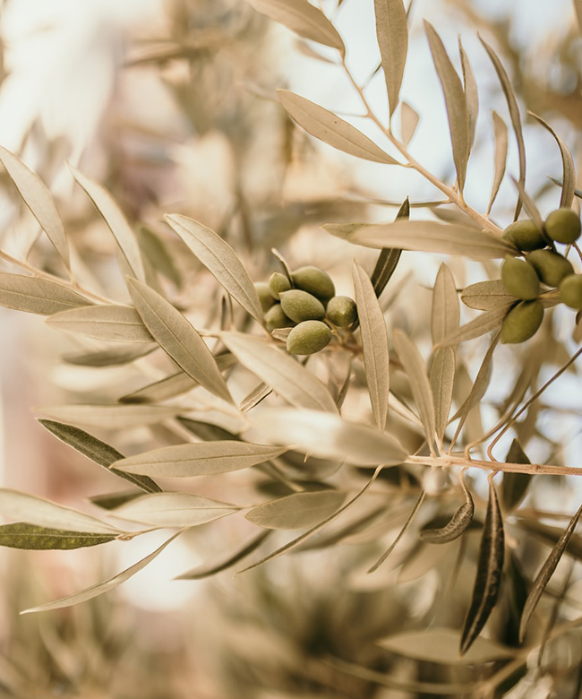 natural olive oil ingredient