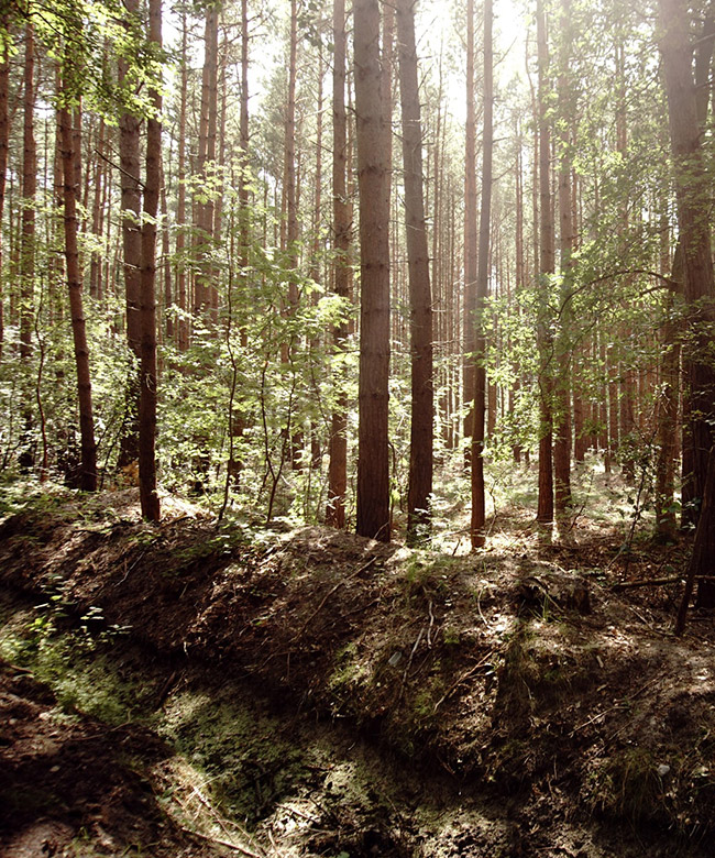 woodland forest