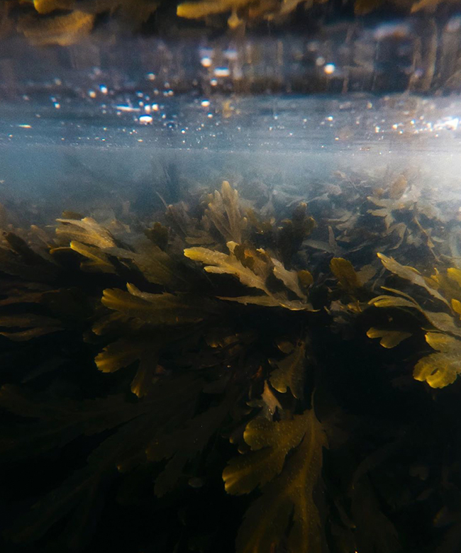 Haeckels organic natural seaweed skincare