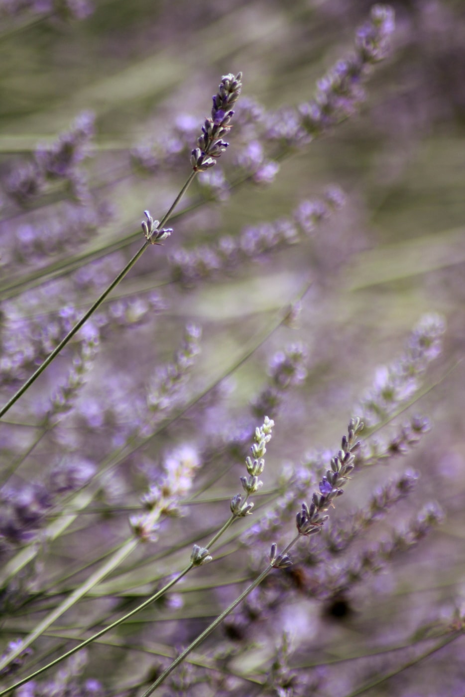 natural lavender oil ingredient