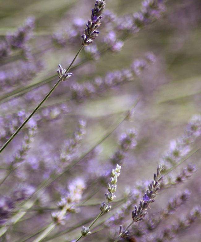 natural lavender ingredient