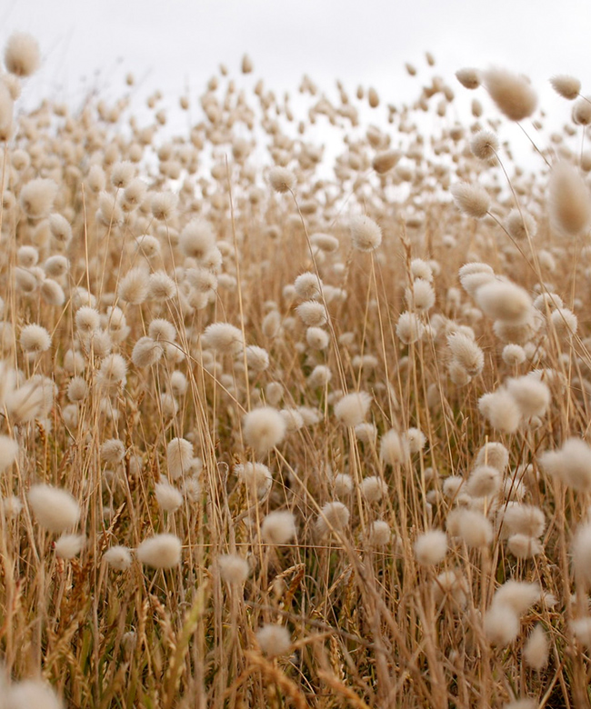 Natural organic material fabric