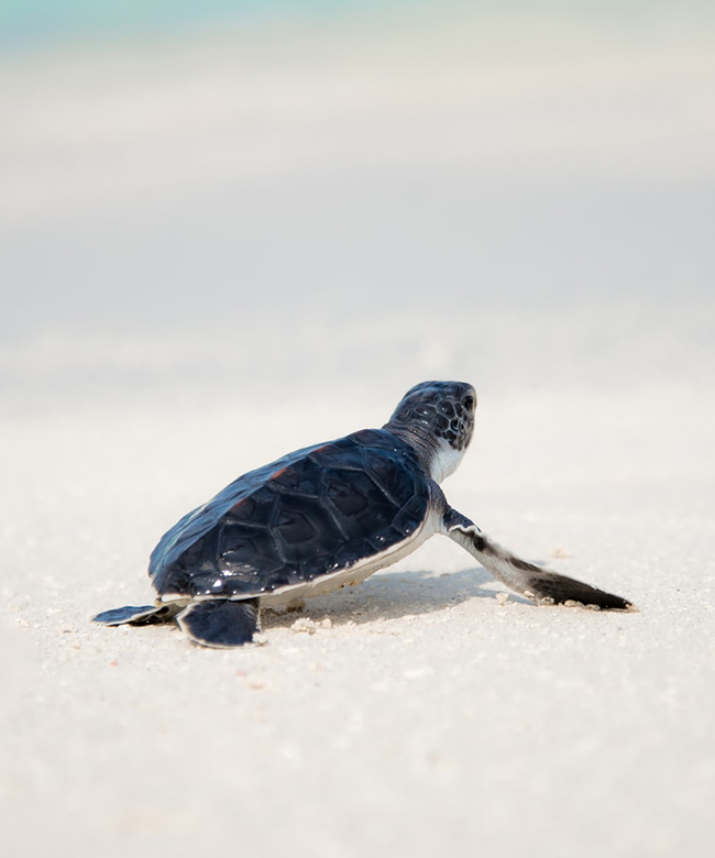 turtle bags plastic free