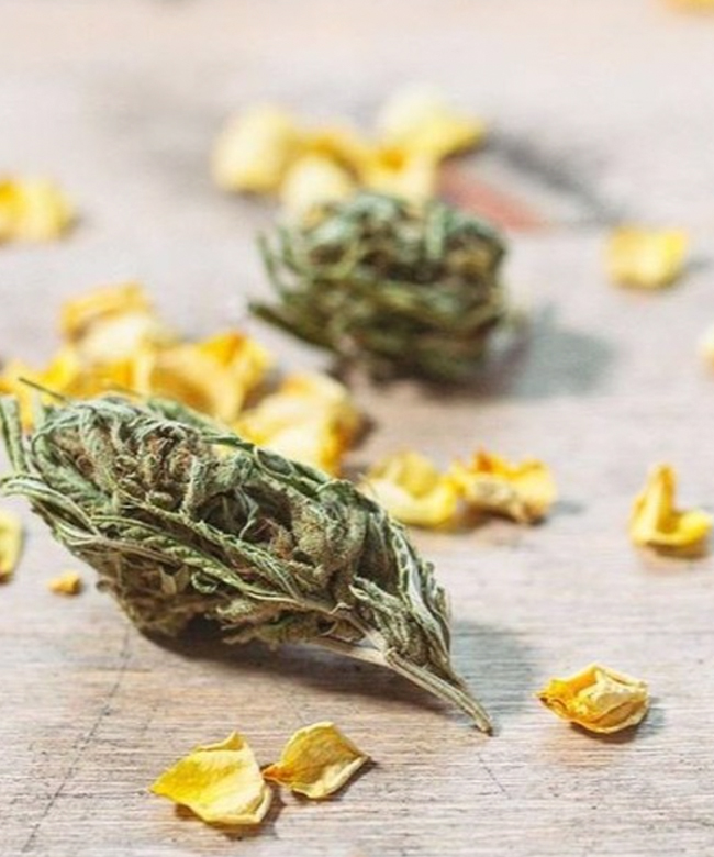Wunder Workshop reve en vert CBD turmeric oil