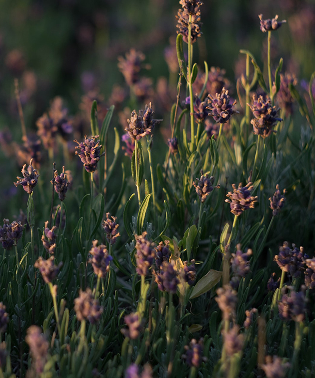 Voyanics natural organic essential oils
