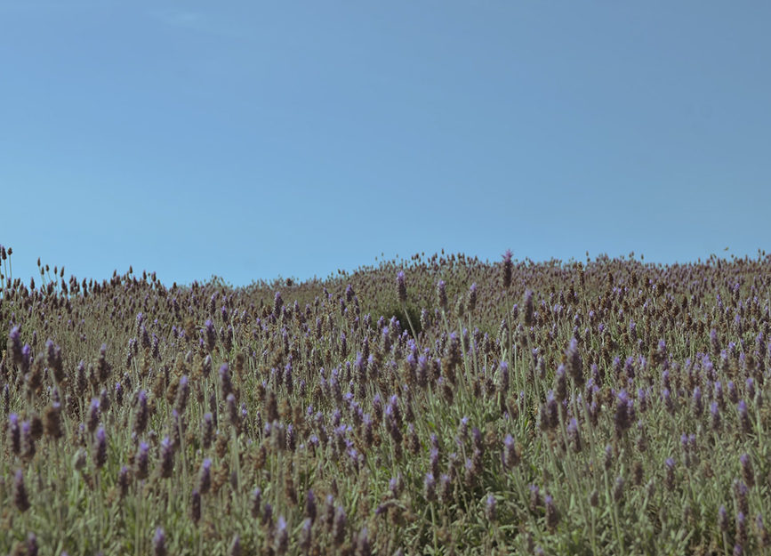 Reve en vert natural ingredient lavender skincare benefits