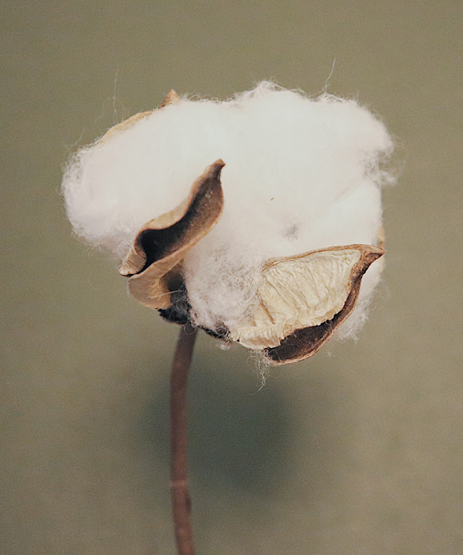 Reve en vert natural organic cotton plant fabric