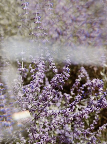 Natural Ingredient Spotlight: Benefits of Lavender in Skincare