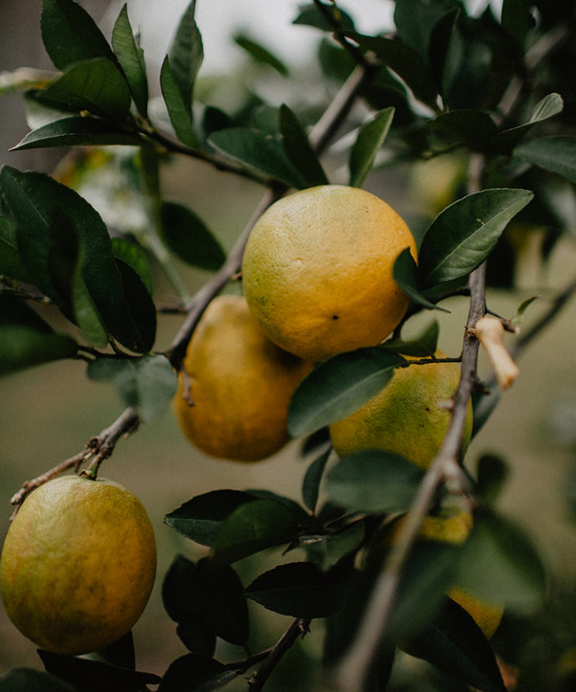 Voyanics natural organic essential oils lemon