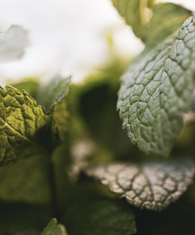 Voyanics natural organic essential oils peppermint