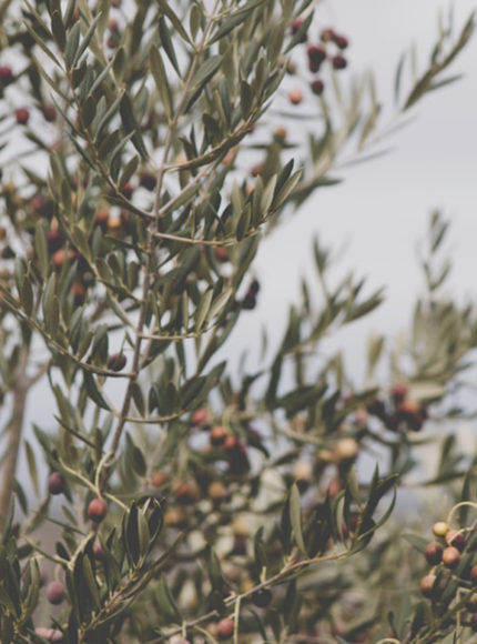 Natural Ingredient Spotlight: Benefits of Olive Oil in Skincare