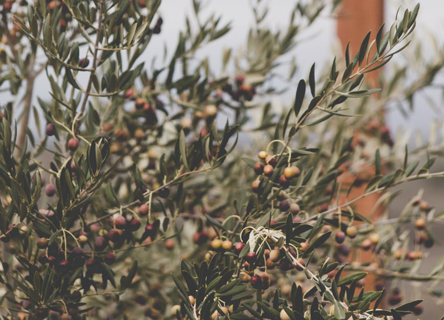 Olive oil natural ingredient irene forte organic skincare