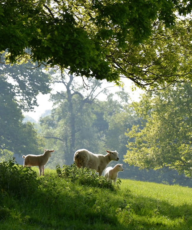 Seed Magazine Carole Bamford Daylesford organic farm