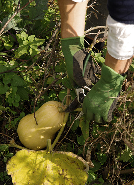 Reve en vert seasonal vegetable recipes squash organic