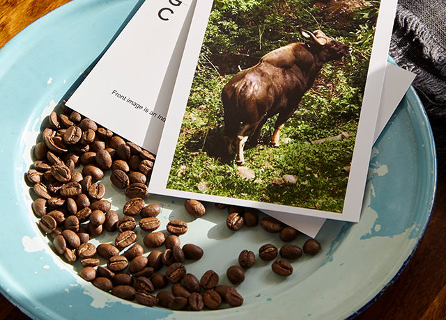 Reve en vert London Grade coffee organic sustainable ethical coffee beans and coffee grounds