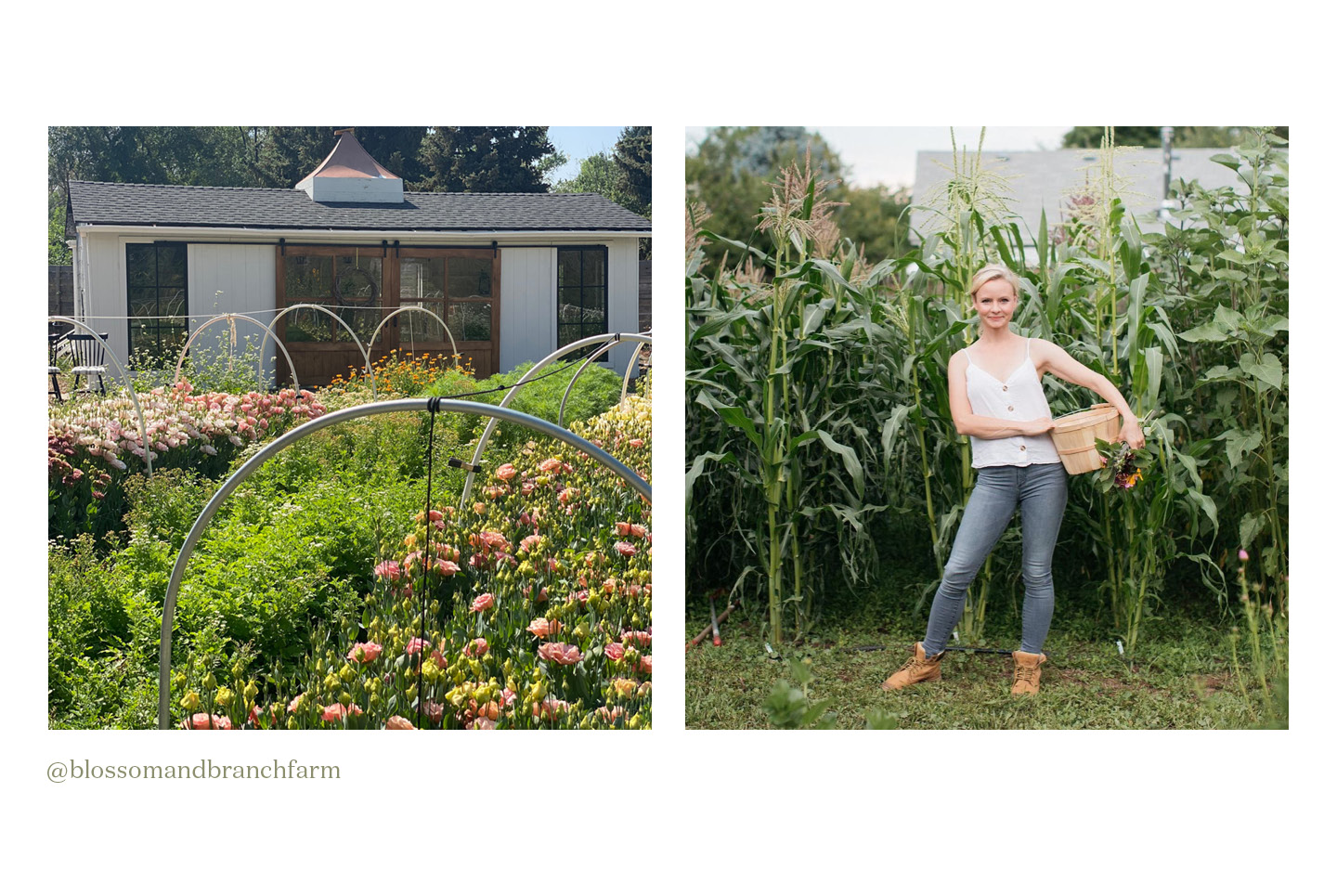 regenerative-farming-editorial-blossom-and-branch-farm-landscape-image