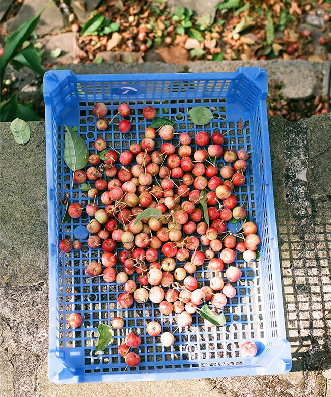 foraging-london foraging-crab apples