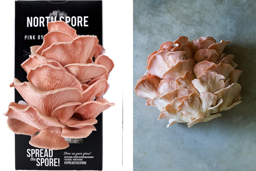 North spore mushrooms-grow your own mushrooms-mushroom kits