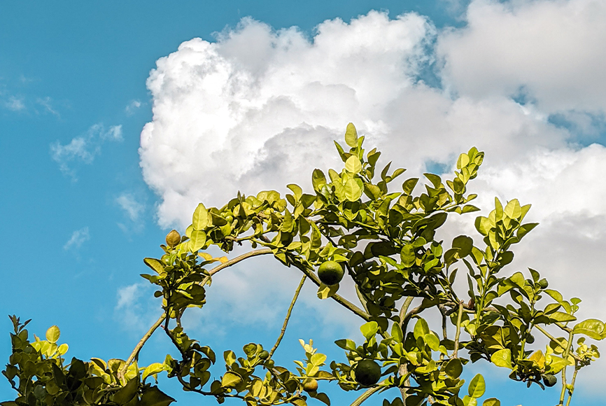 anne-therese-climate-optimist-green-fruit-tree-aginst-sky-photo