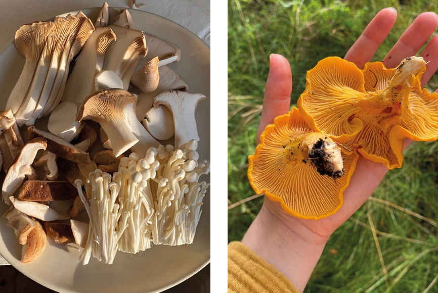 benefits of mushrooms-rainbo mushrooms-mushroom wellness