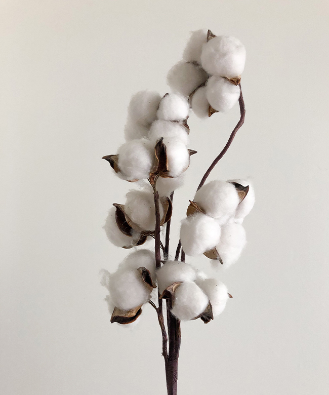 organic-cotton-plant