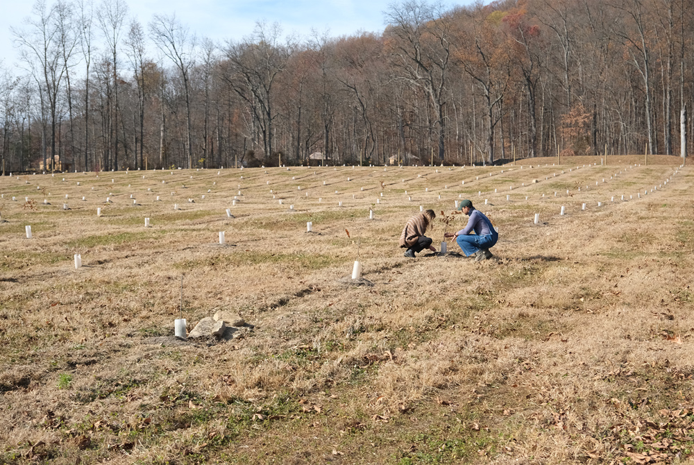 Cora Hilts and Sam Nana-Sinkham inspecting a chestnut tree at the farm.