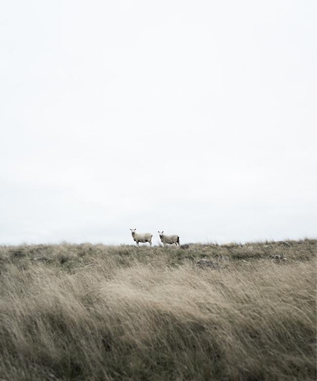 two_sheep_in_distance_on_dry_grassy_hill_photograph