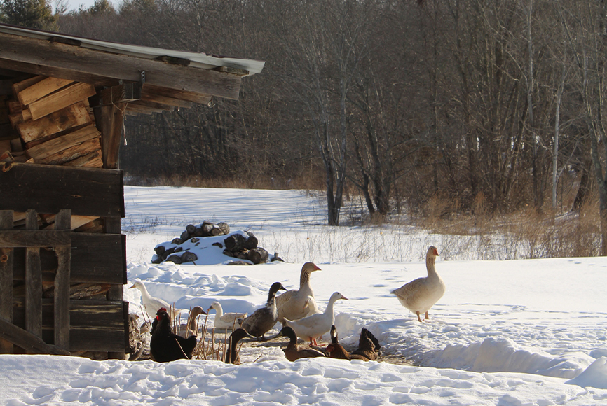 bess-piergrossi-landscape-editorial-image-ducks-geese-chickens-in-snow