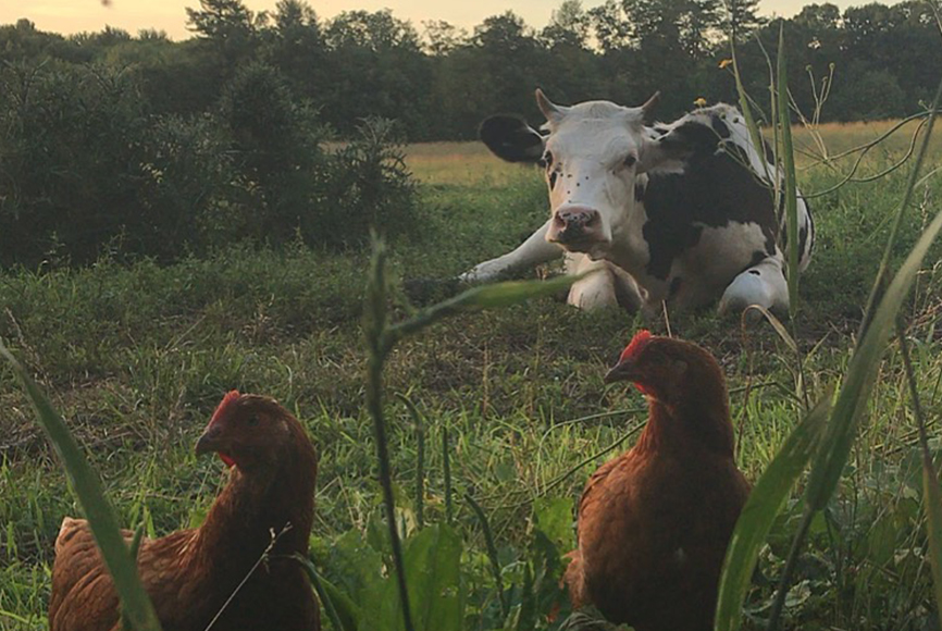 bess-piergrossi-landscape-editorial-image-cow-and-chickens-outside