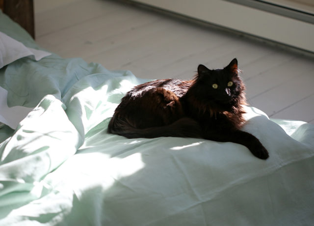 casa-parini-hemp-sheets-maine-house-editorial-scroll-image-cat-sat-on-sheets